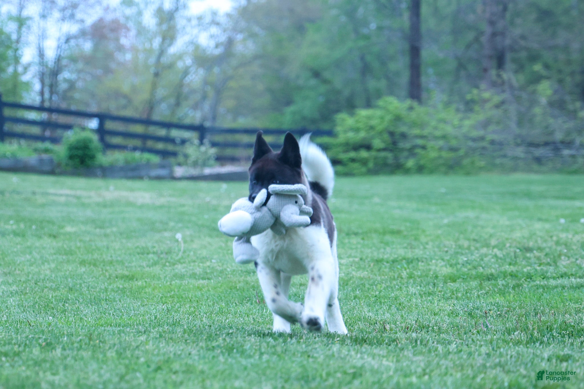 Akita dogs Olive - Ad 1