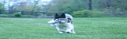 Akita dogs for sale: Olive - Ad 2