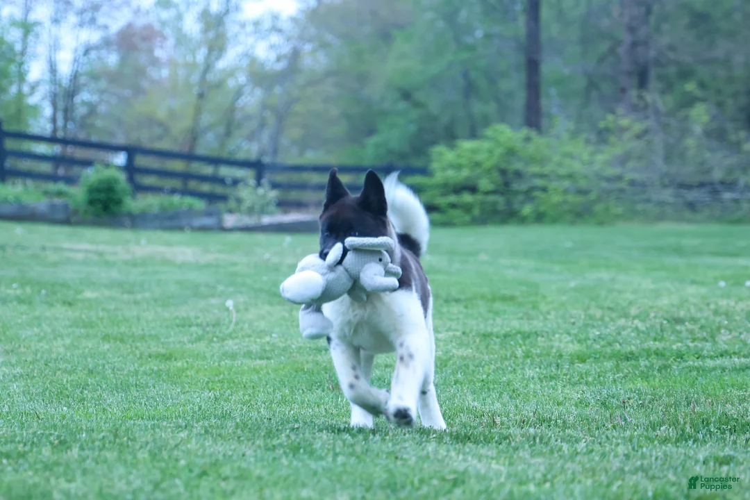 Akita dogs for sale: Olive - Ad 2