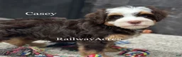 Mini Bernedoodle dogs for sale: Casey - Ad 2