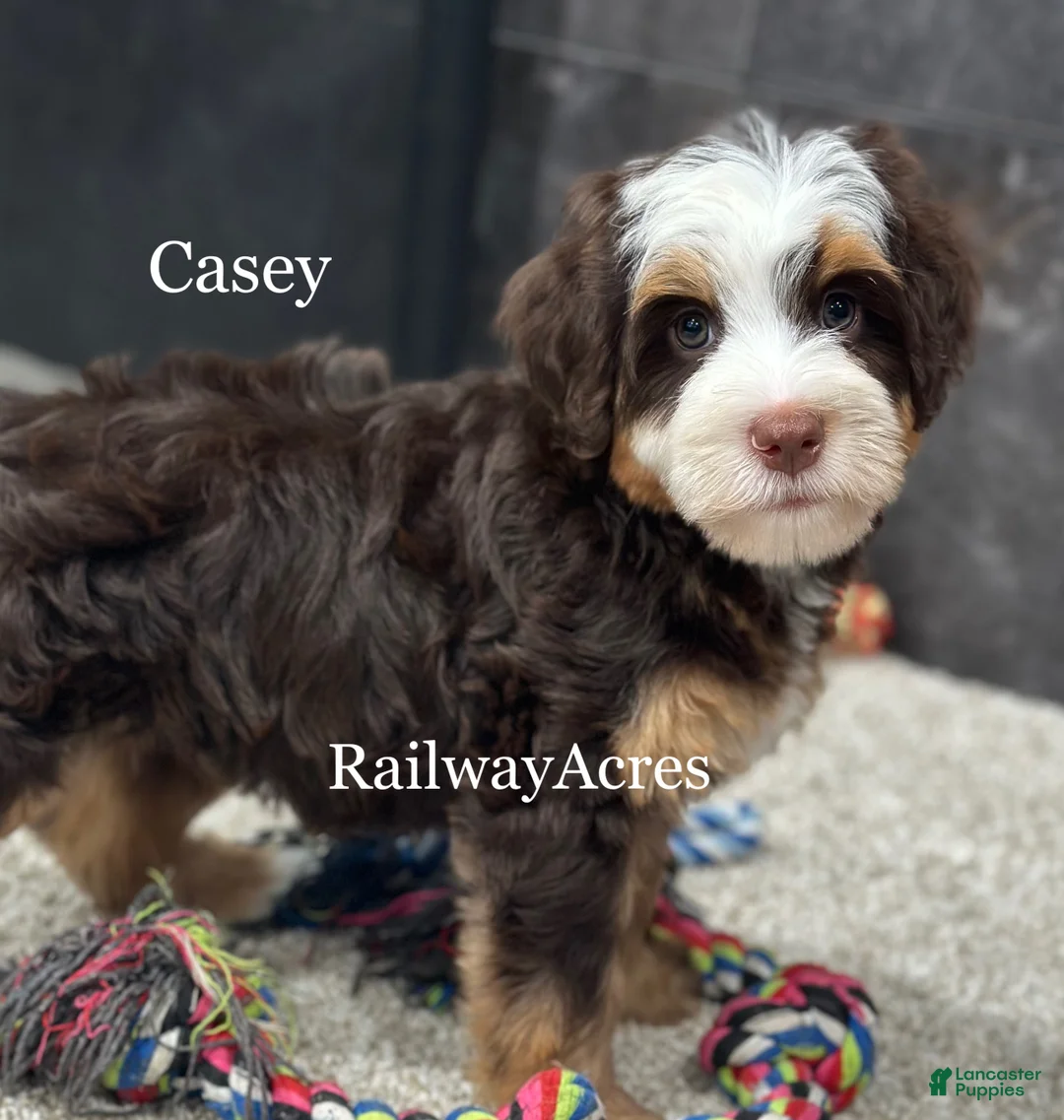 Mini Bernedoodle dogs for sale: Casey - Ad 2