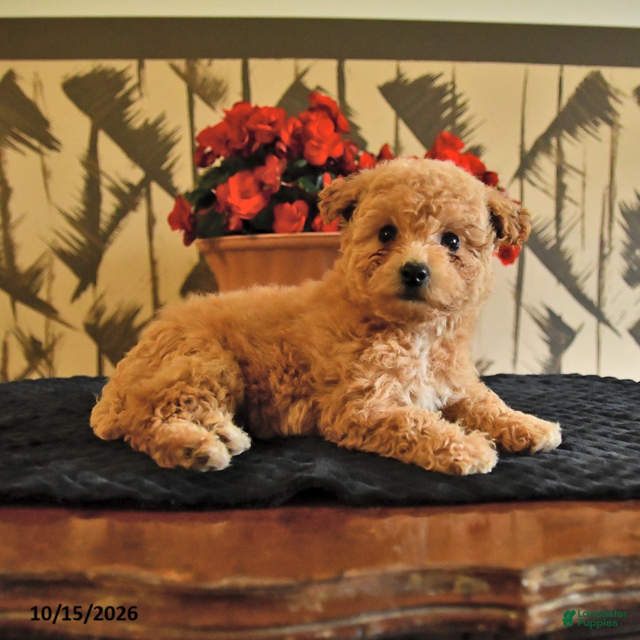 Bichpoo dogs Krystal - Ad 2