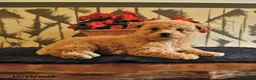 Bichpoo dogs for sale: Krystal - Ad 2