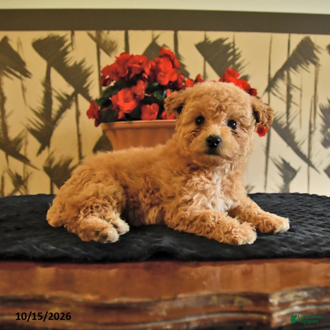 Bichpoo dogs for sale: Krystal - Ad 2