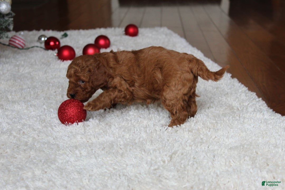 Cavapoochon dogs for sale: Malcolm - Ad 8