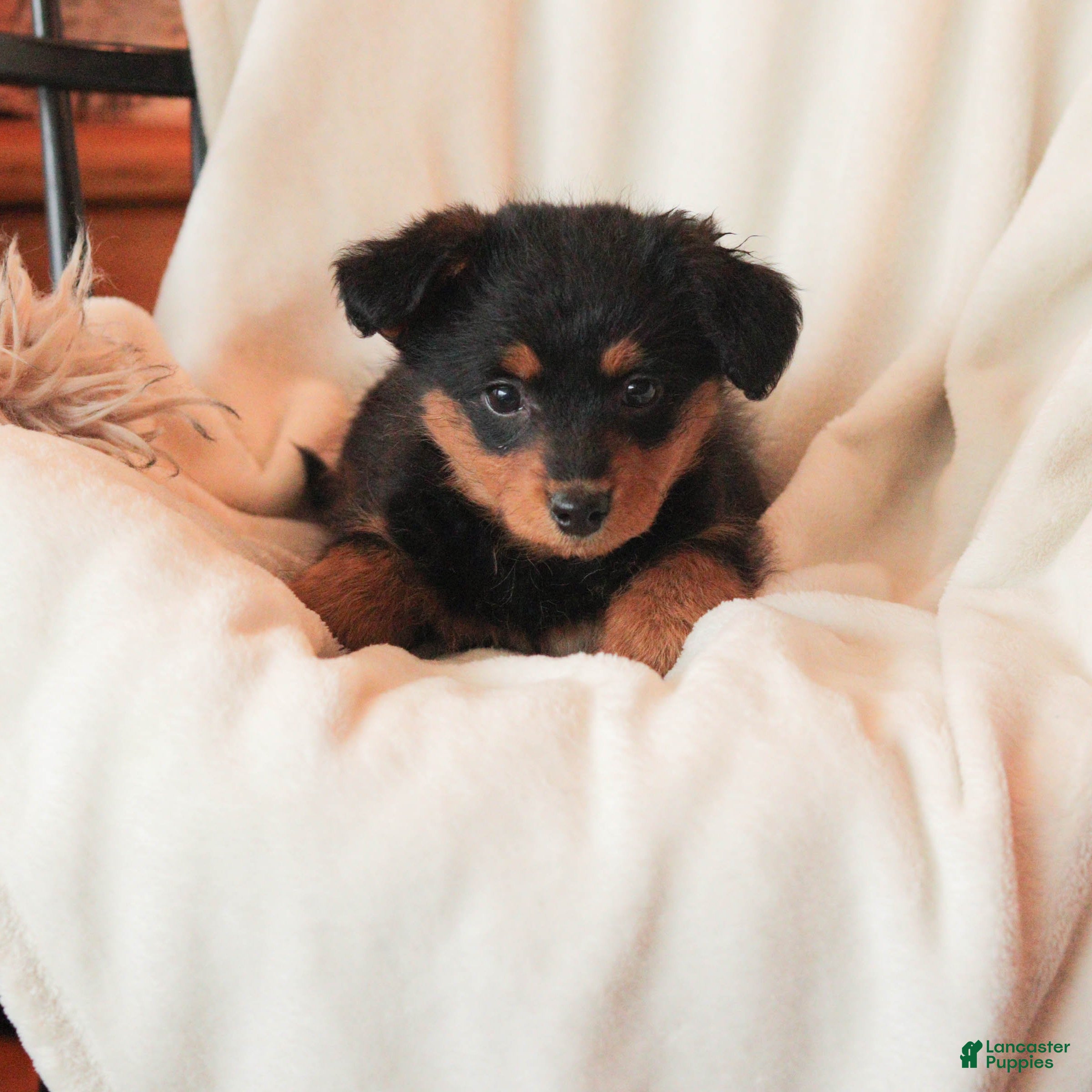 Mixed Breed dogs Naida - Ad 2