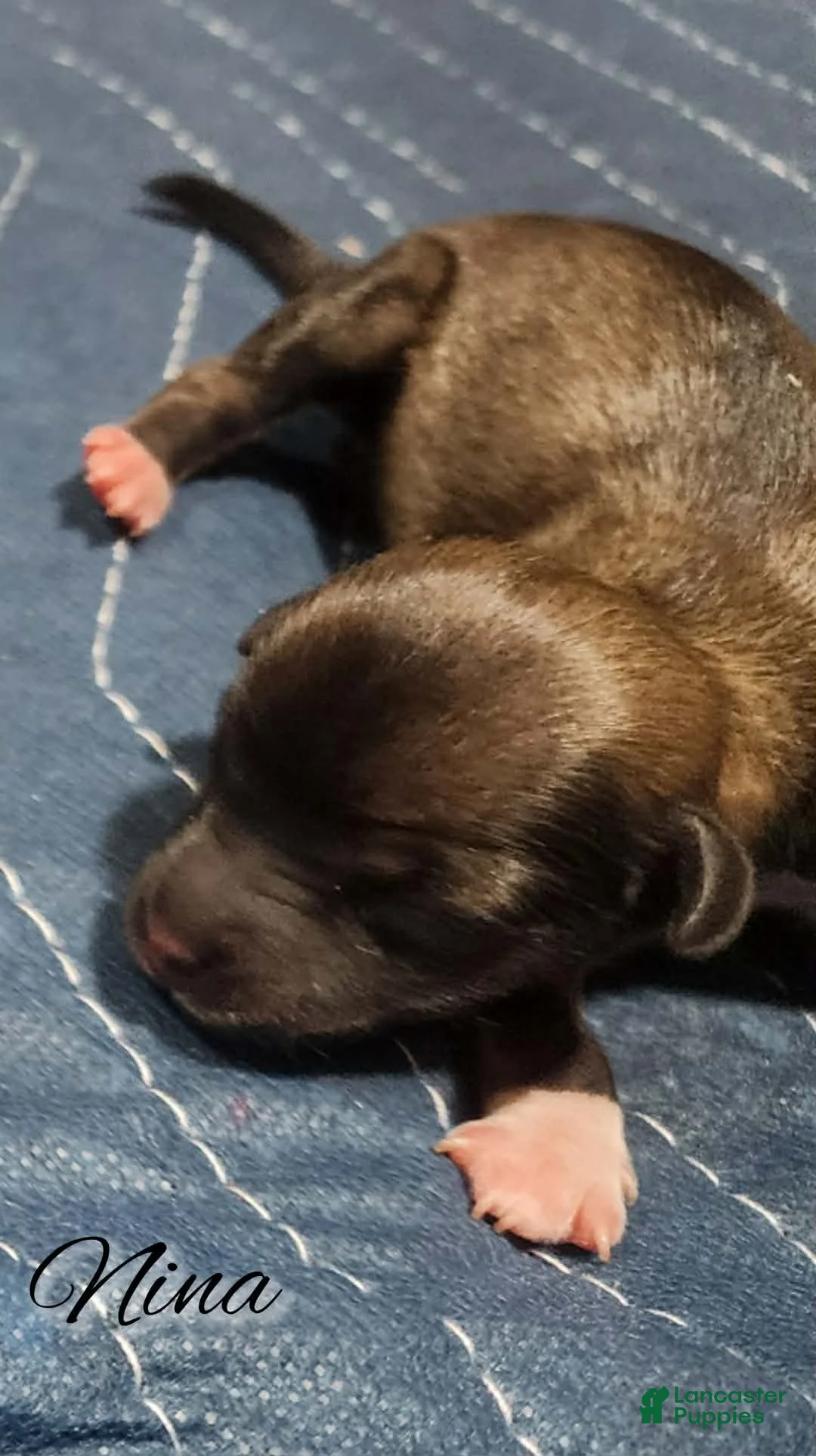 Mixed Breed dogs for sale: Nina - Ad 1