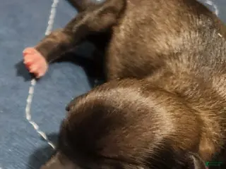 Mixed Breed dogs Nina - Ad 8