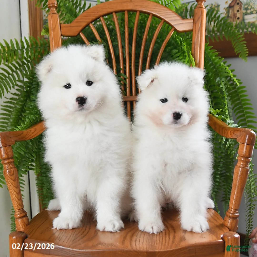 Samoyed dogs for sale: Rosie - Ad 5