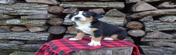 Greater Swiss Mountain Dog dogs for sale: Grace - Ad 5