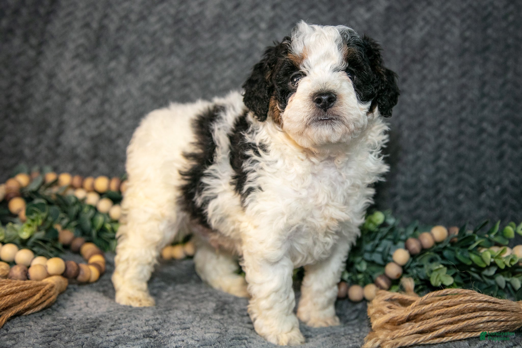 Mini Bernedoodle dogs Dimple - Ad 1
