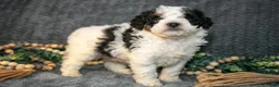 Mini Bernedoodle dogs for sale: Dimple - Ad 1