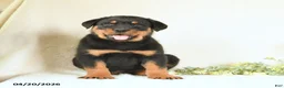 Rottweiler dogs for sale: Cody - Ad 3
