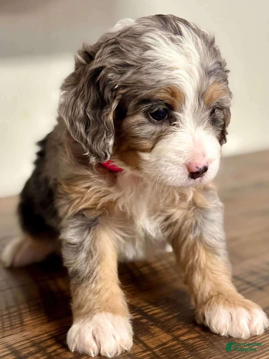 Mini Bernedoodle dogs for sale: Chloe Mini Bernedoodle Puppy 2 - Ad 1