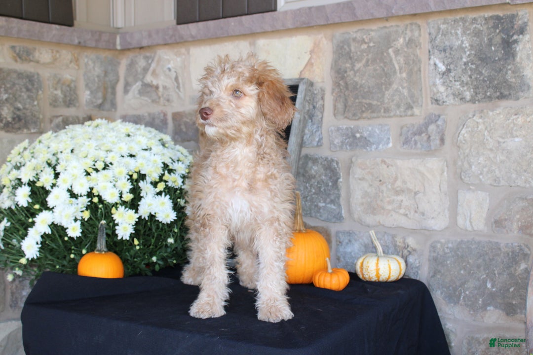 Mixed Breed dogs for sale: Sunshine - Ad 5