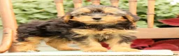 Morkie dogs for sale: Delaney - Ad 2