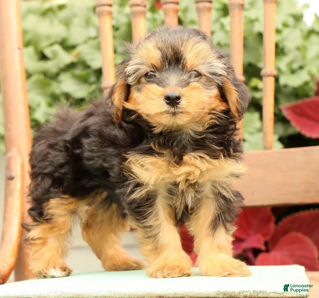 Morkie dogs for sale: Delaney - Ad 2
