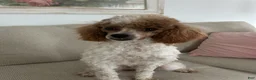 Maltipoo dogs for sale: Scarlet - Ad 4