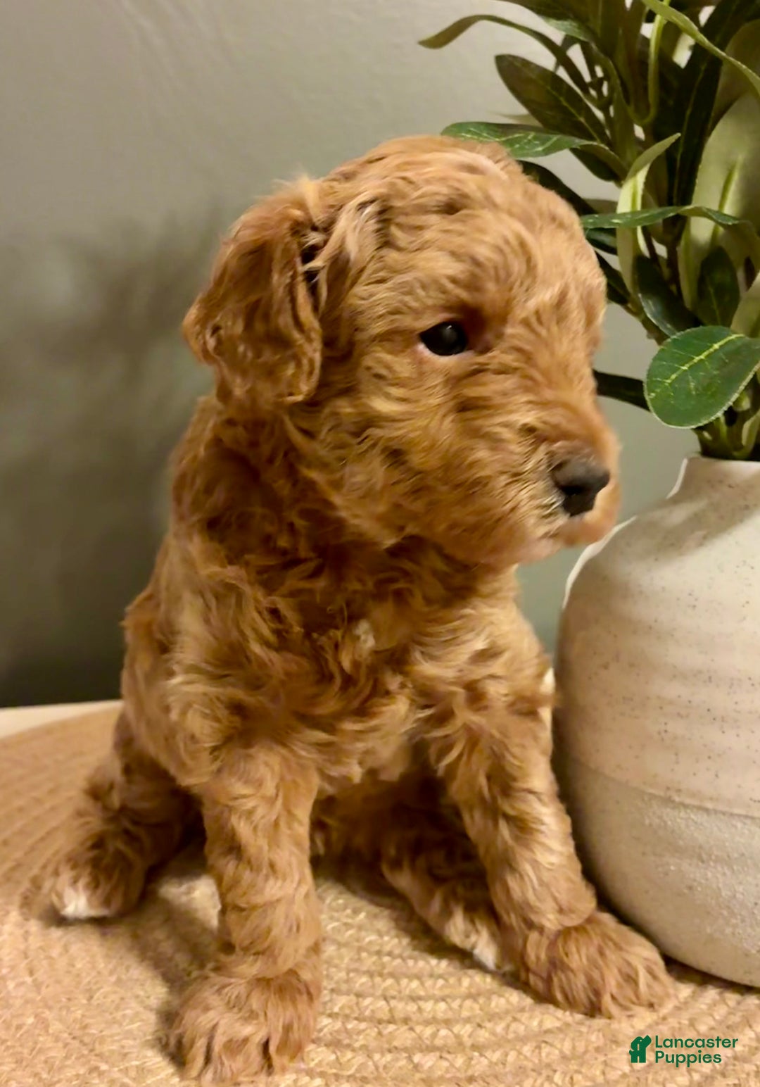 Cockapoo dogs for sale: Nova - Ad 3