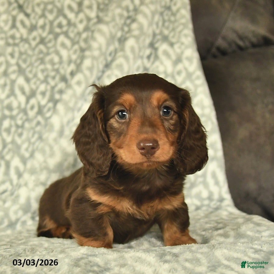 Miniature Dachshund dogs Archie  - Ad 2