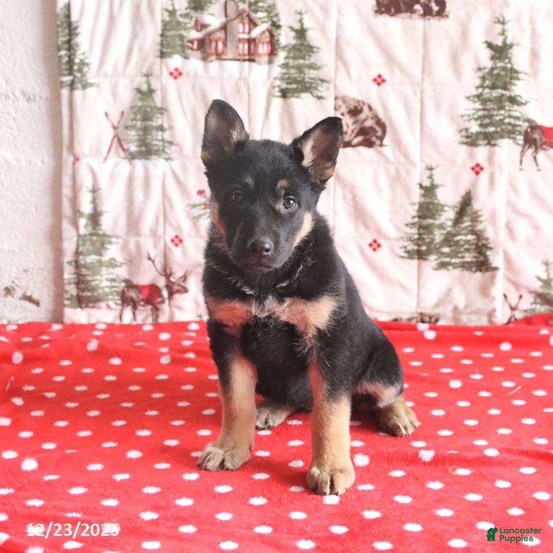 German Shepherd dogs for sale: Clover - Ad 3