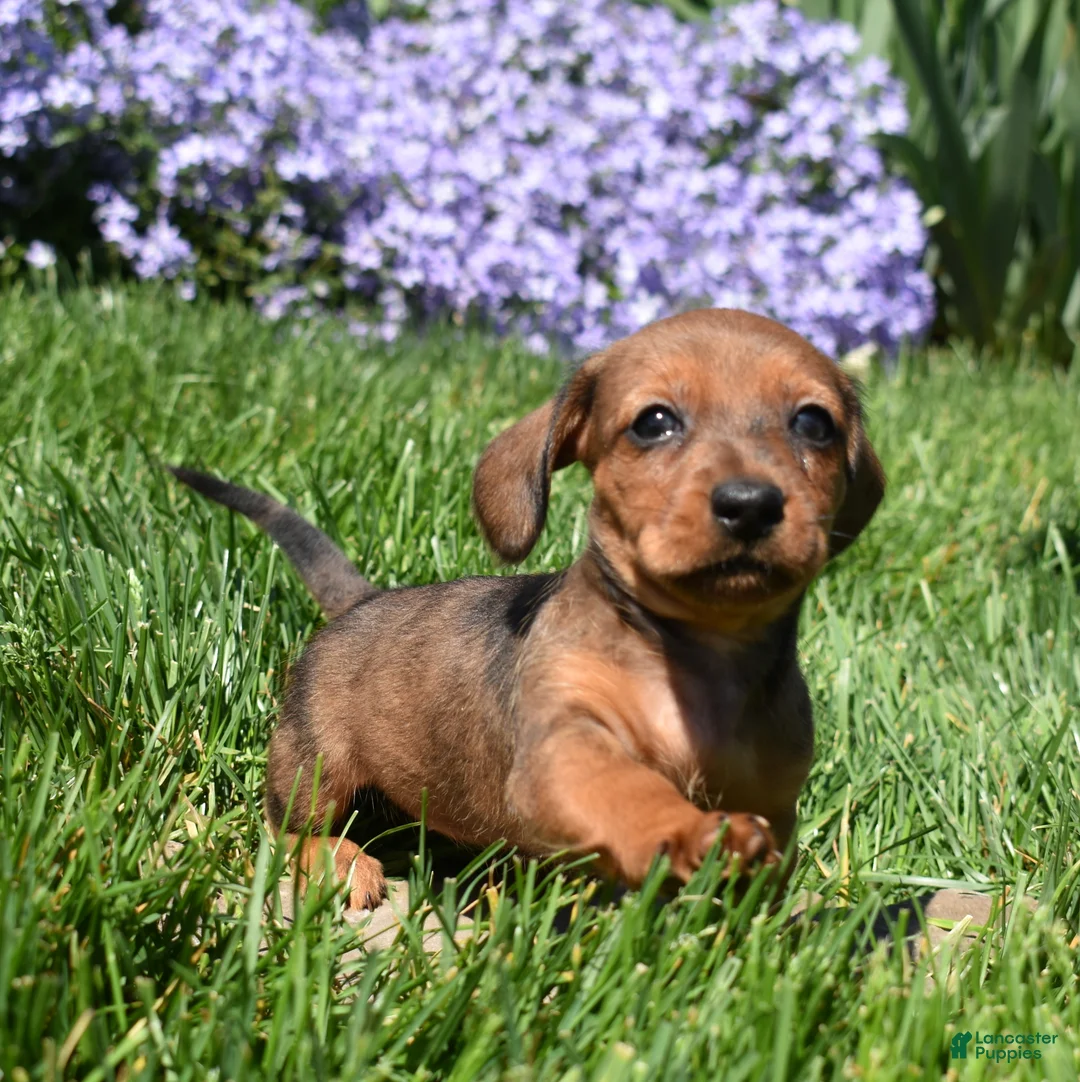 Miniature Dachshund dogs for sale: Barbie - Ad 1