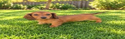 Miniature Dachshund dogs for sale: Betsy - Ad 1