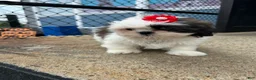 Shih Tzu dogs for sale: Shih Tzu Puppy 2 - Ad 3