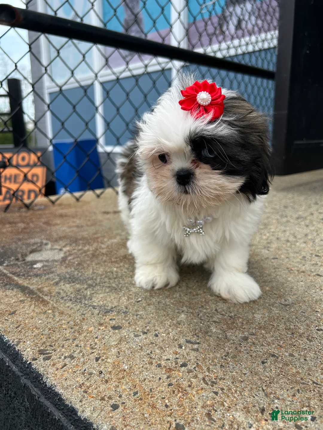 Shih Tzu dogs for sale: Shih Tzu Puppy 2 - Ad 3