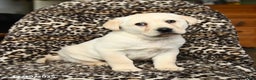 Labrador Retriever dogs for sale: Buster - Ad 3