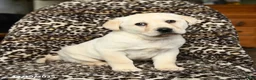Labrador Retriever dogs for sale: Buster - Ad 3
