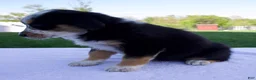 Australian Shepherd dogs for sale: Pepper - Ad 4