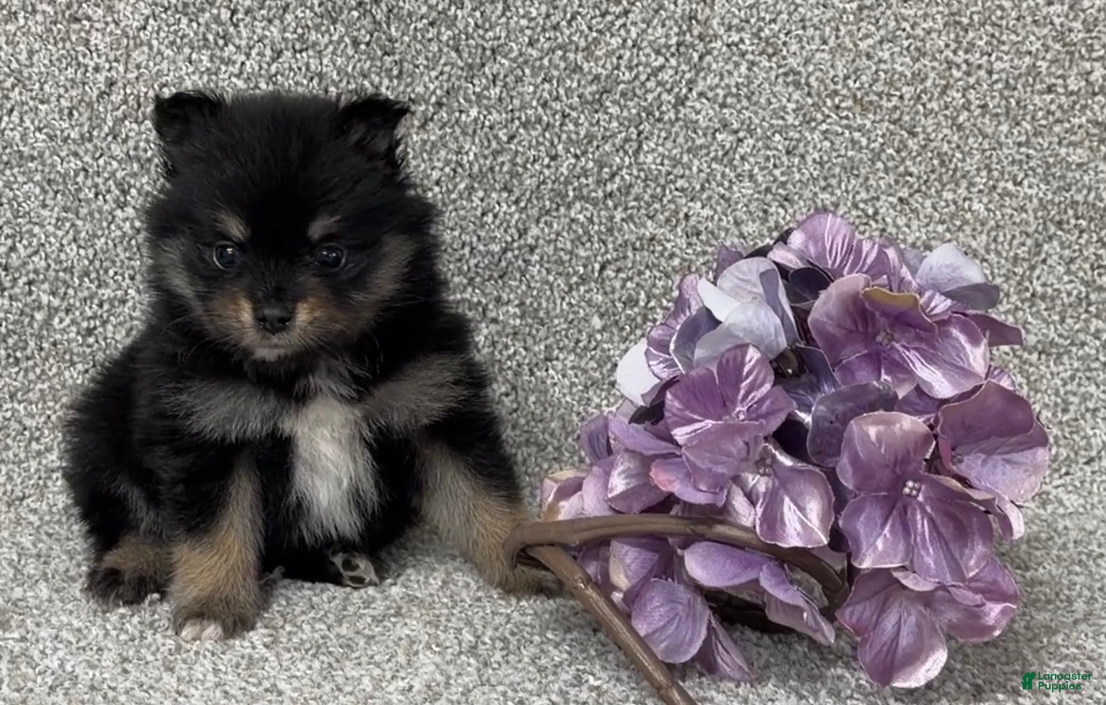 Pomeranian dogs Kirk - Ad 1