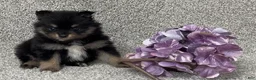 Pomeranian dogs for sale: Kirk - Ad 1