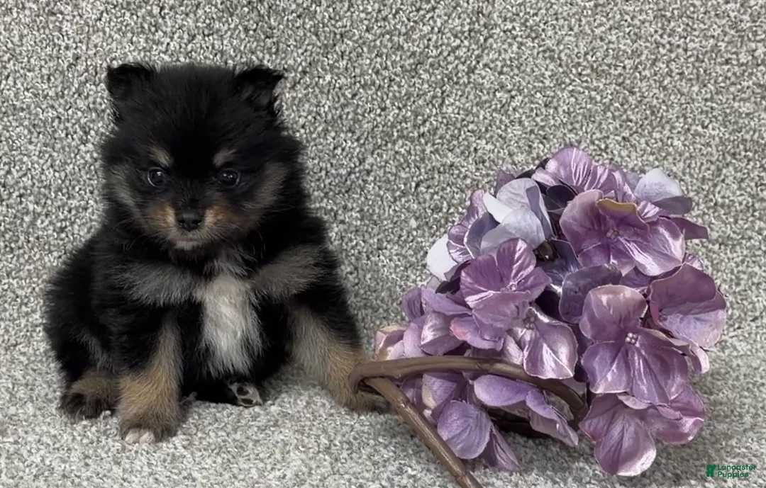 Pomeranian dogs for sale: Kirk - Ad 1