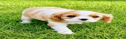 Cavalier King Charles Spaniel dogs for sale: Cavalier King Charles Spaniel (Winston) - Ad 4