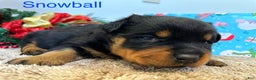 Rottweiler dogs for sale: Snowball - Ad 4