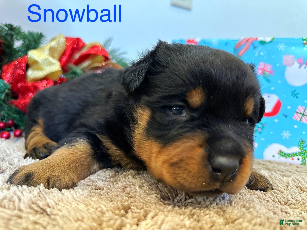 Rottweiler dogs for sale: Snowball - Ad 4