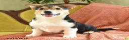 Welsh Corgi Pembroke dogs for sale: Champ  - Ad 4