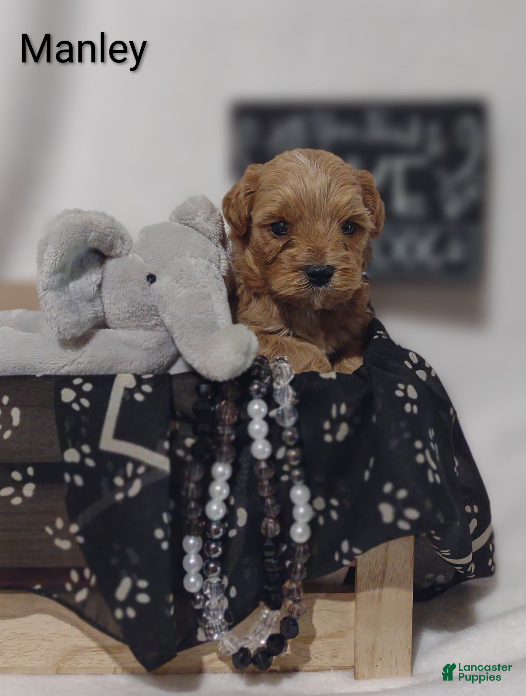 Shihpoo dogs Shihpoo Puppy 2 Manley  - Ad 1