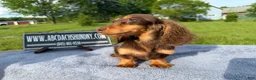 Miniature Dachshund dogs for sale: Russian AKC boy - Ad 9