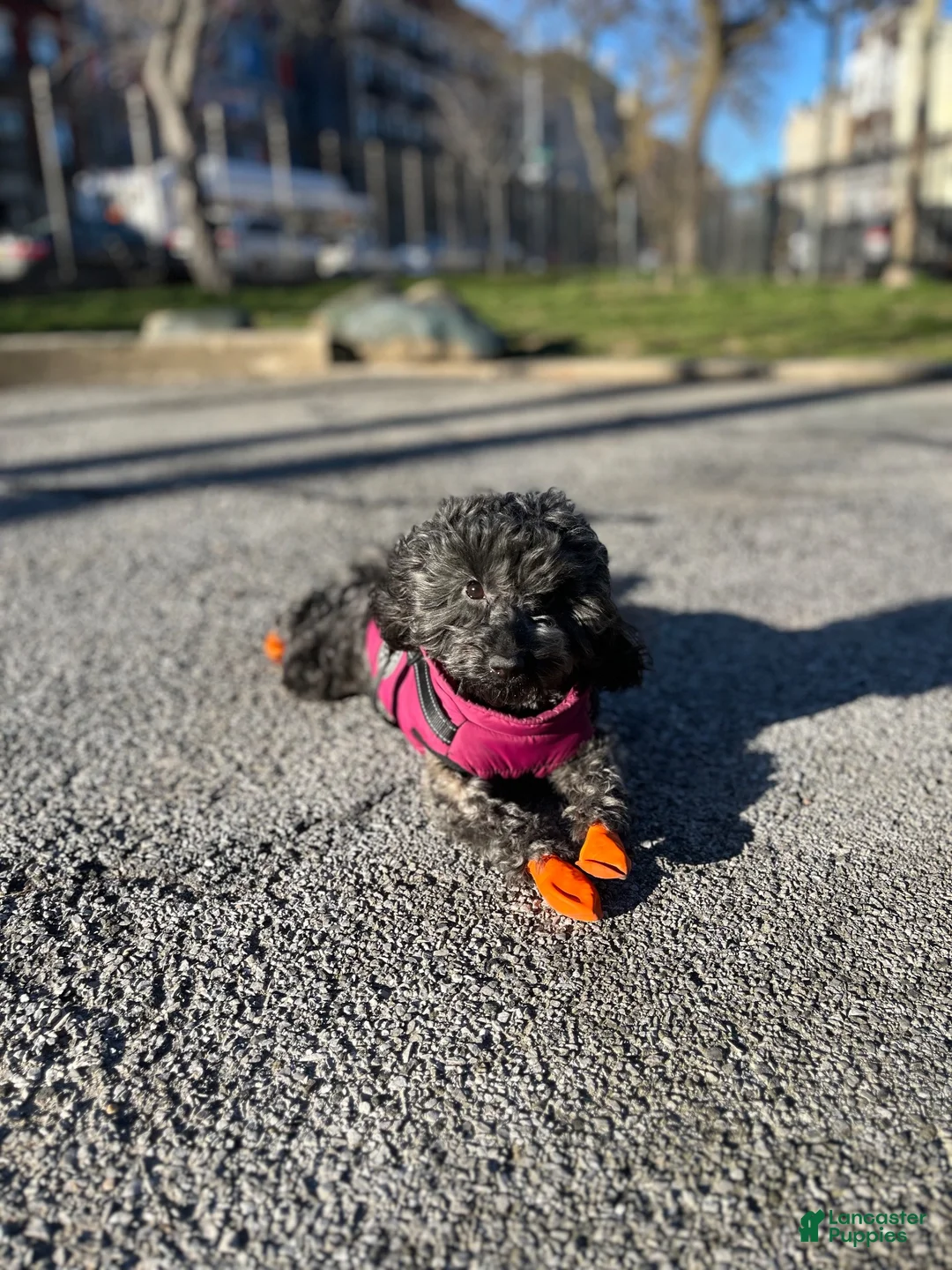 Yorkiepoo dogs for sale: Yumi - Ad 2