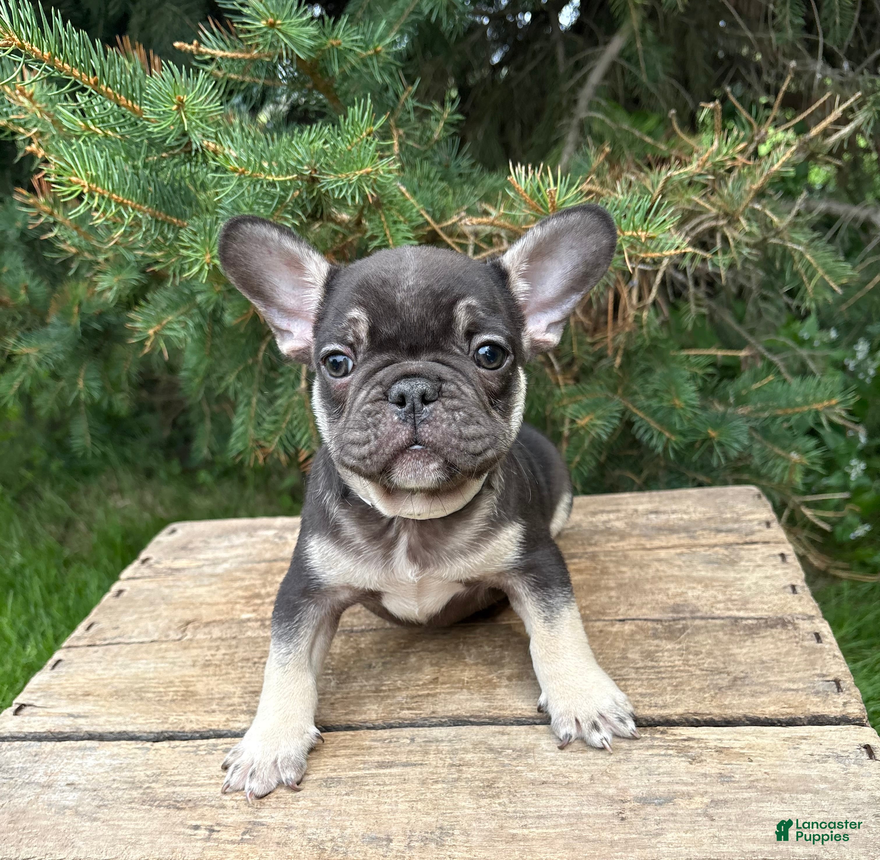 French Bulldog dogs Knox - Ad 2
