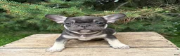 French Bulldog dogs for sale: Knox - Ad 2
