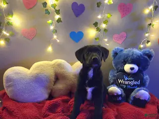 Mixed Breed dogs Baby Blue - Ad 12