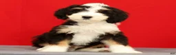 Mini Bernedoodle dogs for sale: Oscar - Ad 1