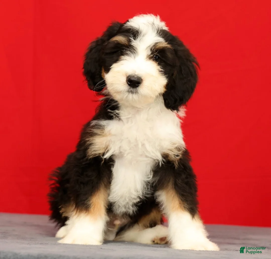 Mini Bernedoodle dogs for sale: Oscar - Ad 1