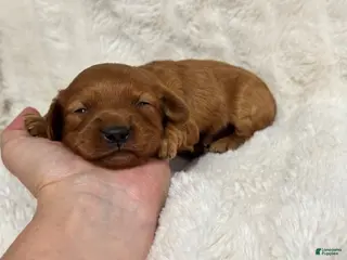 Cavapoo dogs Rosa - Ad 32