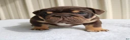 English Bulldog dogs for sale: Bucky - Ad 8