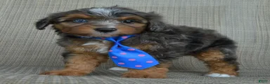 Mini Ace